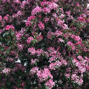 Meet your Posher, Merah